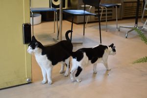  at Cosmos Grocery Cafe in Seoul