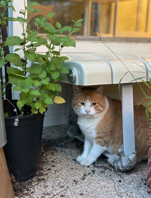 They take care of street cats and it is pet friendly place  at Cosmos Grocery Cafe in Seoul