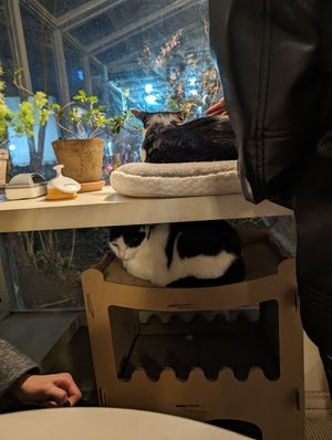  at Cosmos Grocery Cafe in Seoul