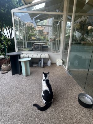 Cute kitties live here  at Cosmos Grocery Cafe in Seoul