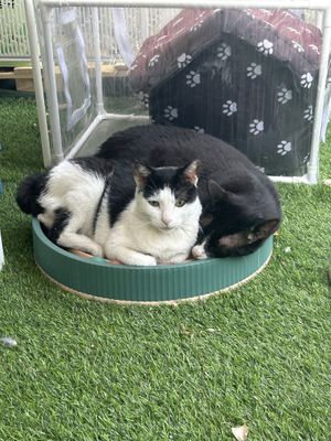 Kitties  at Cosmos Grocery Cafe in Seoul