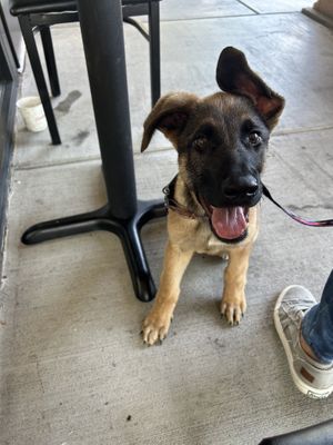   at Himalaya Vegan in Sacramento