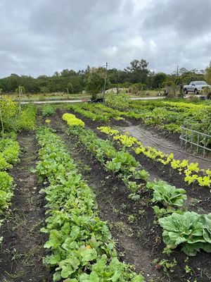 Some of the garden!! Farm to table experience!! at The Vegan Restaurants in Loxahatchee Groves