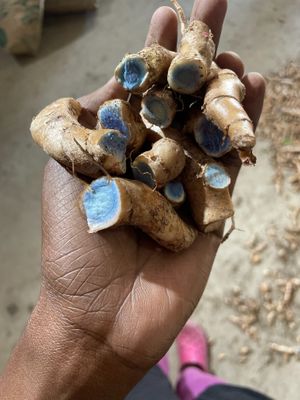 Black Turmeric grown on the farm! at The Vegan Restaurants in Loxahatchee Groves