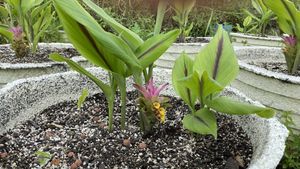 Black turmeric growing on the farm.  at The Vegan Restaurants in Loxahatchee Groves