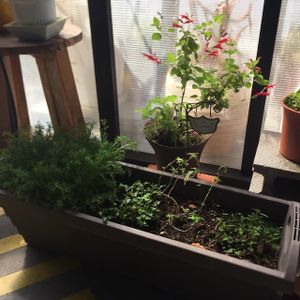 Feels like a Ghibi film~ at Vegans Cafe and Restaurant in Kyoto