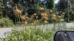 Summer flowers were in evidence in the Sunfrost Farms parking lot when a Happy Cow review writer visited. July 2021. at Sunfrost Farms in Woodstock