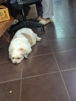 The restaurant dog at Chada Vegetarian Restaurant in Chiang Mai