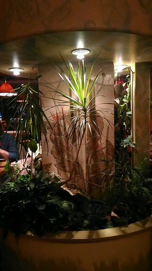 fountain at Calactus Cafe in Moncton