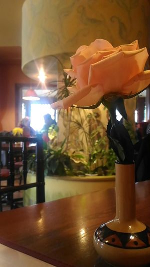 Rose at Calactus Cafe in Moncton