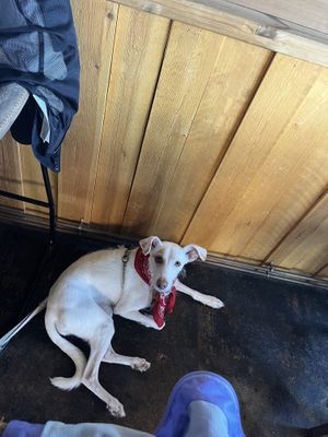 Pearl was allowed in ❤️  at The Hideout Cafe Kitchen & Bar in Scarborough