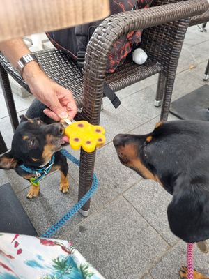  at Damniczki Cukrászda in Szekesfehervar