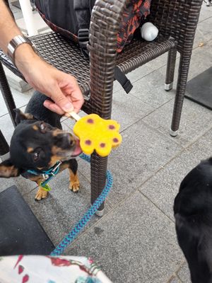  at Damniczki Cukrászda in Szekesfehervar