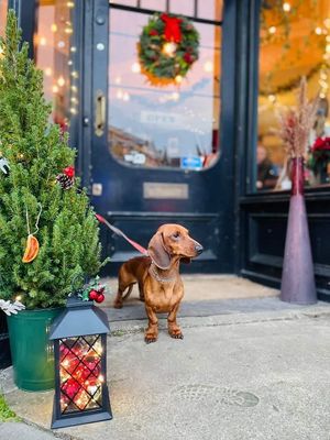 The dog doesn't come with the cafe, sadly... at Madelina - Brixton in South West London