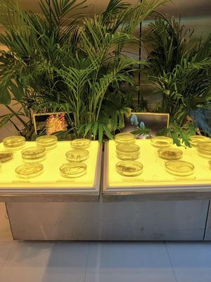  at Savage Garden - Maybe closed in Seoul