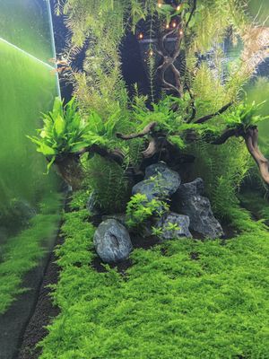  at Savage Garden - Maybe closed in Seoul