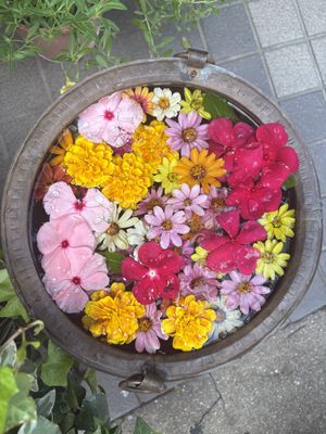 Flowers by entrance  at Jujudhau in Ikeda