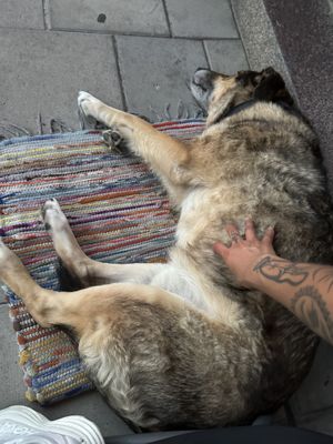 Chewie the sweet pup  at Chewie's Bar in Stockholm