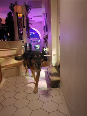 Yo! It's Chewie! at Chewie's Bar in Stockholm