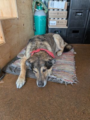  at Chewie's Bar in Stockholm