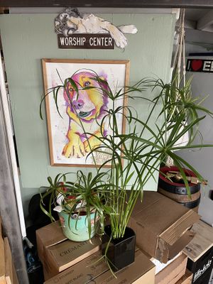   at Chewie's Bar in Stockholm