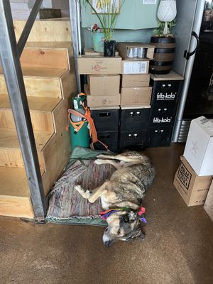   at Chewie's Bar in Stockholm