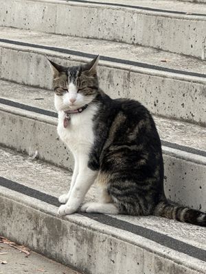 Friendly neighbourhood cat   at Scullin Sweet Bones in Belconnen
