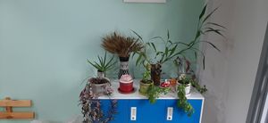  at Vegan Market in Ulaanbaatar