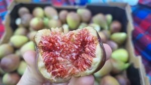 . at Glen Ewin Estate in Houghton