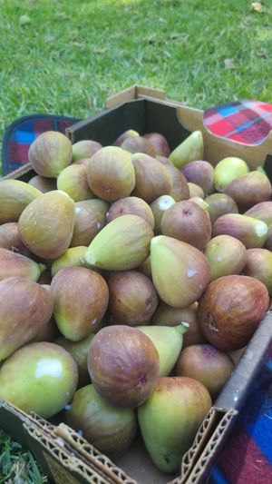 . at Glen Ewin Estate in Houghton