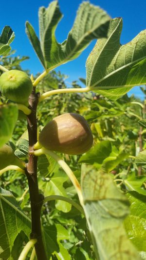 . at Glen Ewin Estate in Houghton