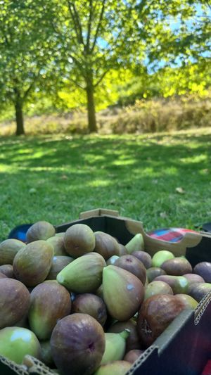 . at Glen Ewin Estate in Houghton