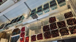 Fresh berries from their farm. Grabbed cherries and they're perfect! at Doyle Farms in North Rose