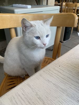   at Shams El Balad in Amman