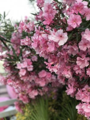   at Hotel Luxor in Bellaria-igea Marina