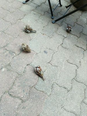 Hungry birds at Samadhi in Berlin