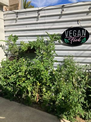 MAWE has their own garden that they harvest much of their produce from.  at MAWE Cocina Vegana in Mazatlan