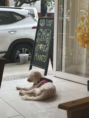   at Te Quiero Verde in Puerto Vallarta