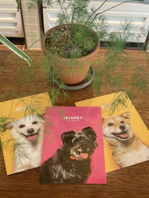 Pet friendly  at Five Seventh - 칠분의 오  in Jeju