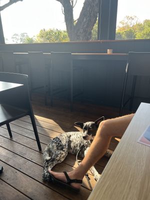 Dog friendly😄 at For Change in Middle Park