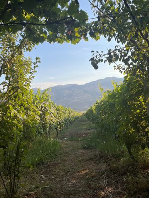  at The Barrels-Te Fuçitë in Gjirokaster