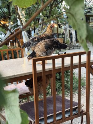   at The Barrels-Te Fuçitë in Gjirokaster