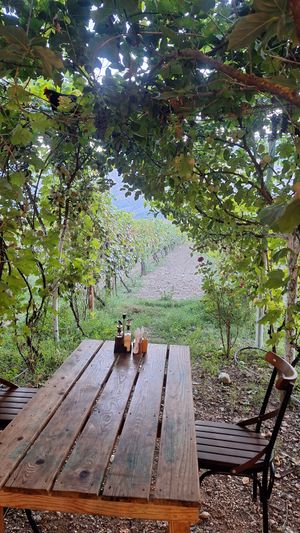 at The Barrels-Te Fuçitë in Gjirokaster