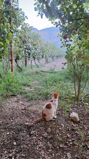  at The Barrels-Te Fuçitë in Gjirokaster