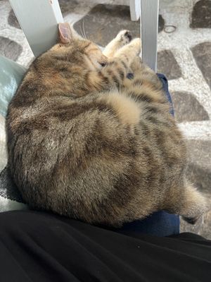 I was joined by an unexpected guest   at Mana Mana in Paros