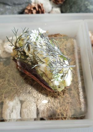 mini taco with perilla (part of Little Forest) at Forest Kitchen 포리스트 키친 in Seoul