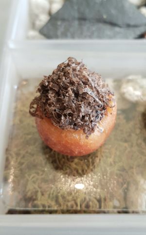 glutinious rice donut with truffle (part of Little Forest) at Forest Kitchen 포리스트 키친 in Seoul