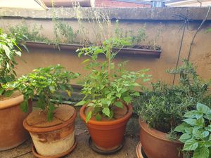 Plants on the balcony at Cantina don Camillo in Basel