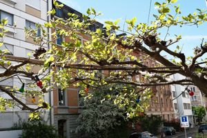 first leaves in spring. in summer the plane tree create a thick leave roof at Acero - Eiscafé und Bistro in Basel
