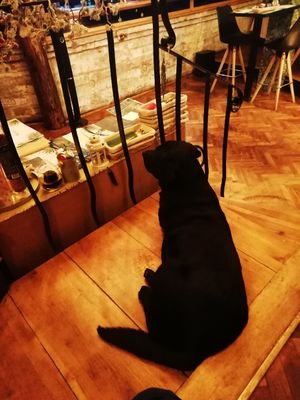  at Yes It Is Vegan II - Liszt Ferenc Tér in Budapest